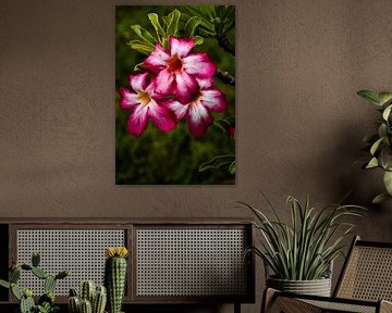Exotic flower with bright petals by Frank Photos