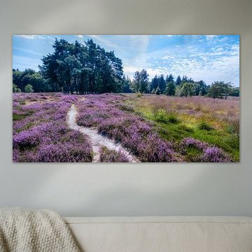 Blooming heather with path Anloo
