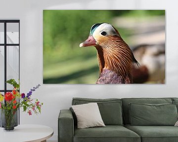 Canard mandarin