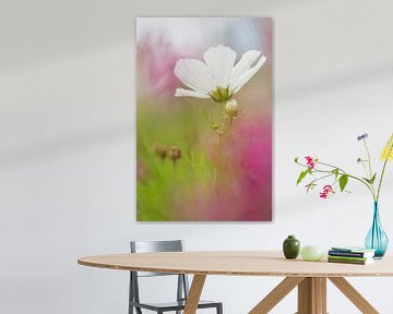 Cosmea 'Dreamy World' by Dagmar Hijmans