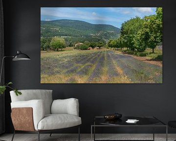 Lavendelfeld in der Nähe des Mont Ventoux von Achim Prill