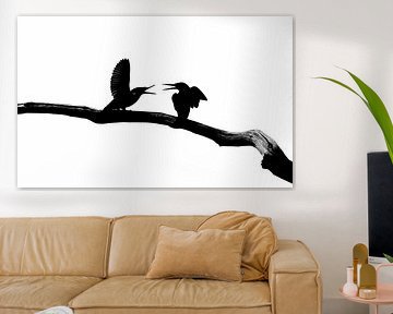 kingfishers