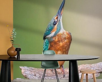 kingfisher by Andy van der Steen - Fotografie