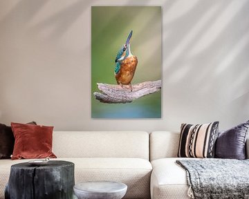 ijsvogel van Andy van der Steen - Fotografie
