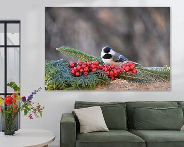 A tit at the feeder