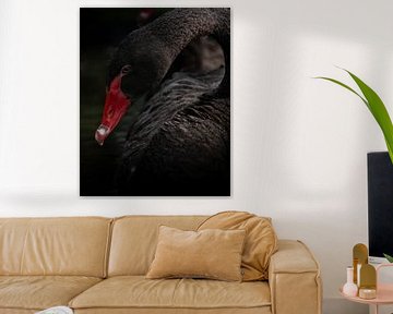 Black Swan by Liliane Jaspers