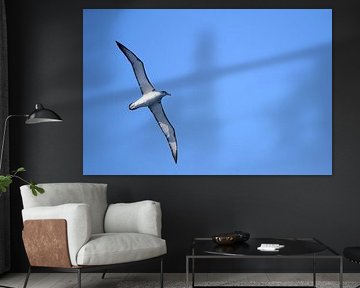 A Buller's Albatross by Frank's Awesome Travels