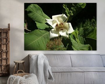 Großblättrige Magnolie