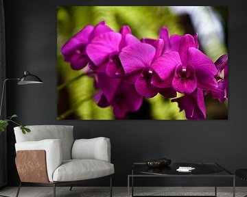 Splendeur tropicale : l’orchidée dans toute sa grâce sur Frank Photos