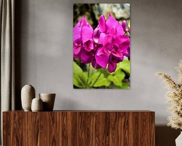 Orchidées pourpres éclatantes au cœur de la nature sur Frank Photos
