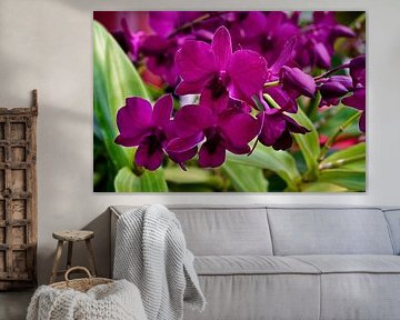 Les pétales soyeux d’orchidées au violet intense sur Frank Photos