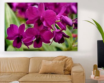 Tropical splendour: the orchid in all its grace