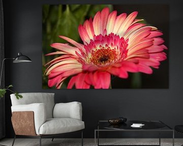 Blume von Joel Houbrigts