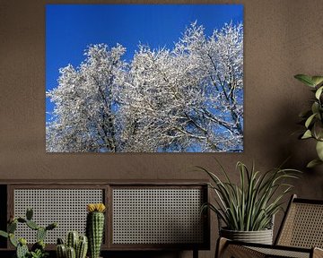 Winter met besneeuwde bomen. Trees with snowy hat.