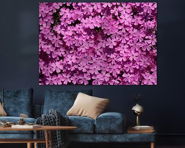 Polster-Phlox