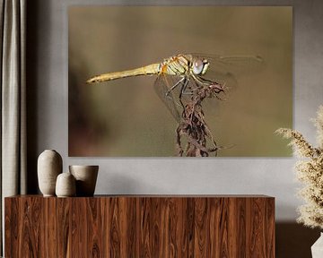 Early damselfly