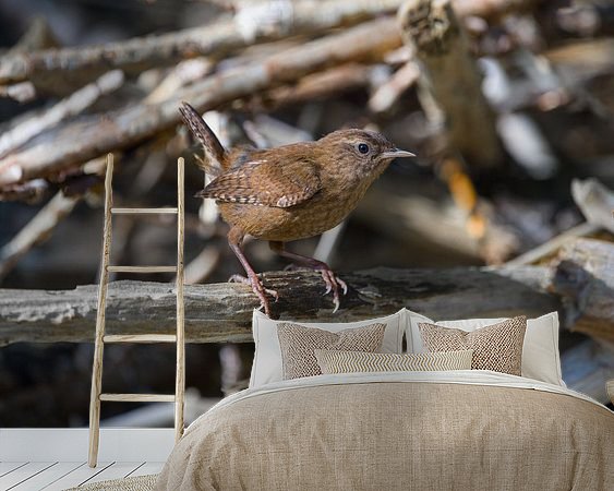 Aperçu de la chambre