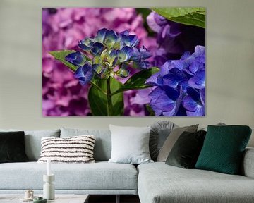 Hortensia en violet, bleu et rose
