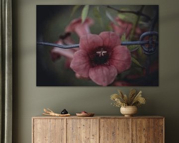 Fleur enchaînée