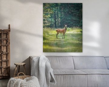 Rotwild auf der Veluwe von Tom Zwerver
