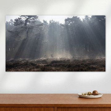 Cyclists in the morning fog