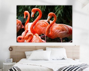 Flamingo's by Dennis van de Water