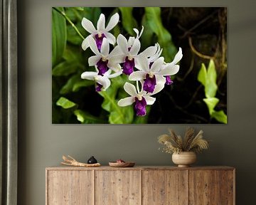 Vibrant orchid flowers with deep purple centres