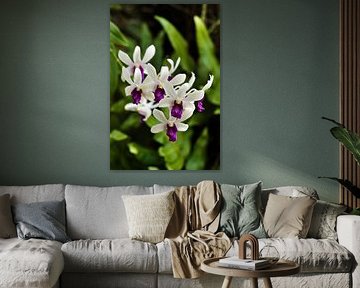 Vibrant orchid flowers with deep purple centres