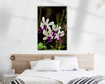 Vibrant orchid flowers with deep purple centres