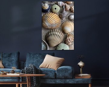 Collection de coquillages