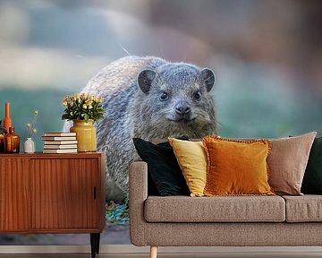 Klippenkrawatte in Pretoria