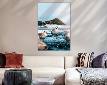 Groupe de mouettes et de goélands dans l'eau ondulante - côte de la mer du Nord sur NickedPhotos