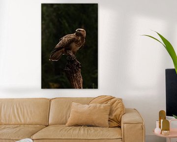 Portret van de buizerd