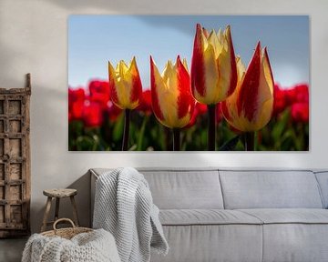 Tulpen by Bram van Broekhoven