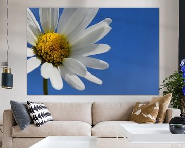 A daisy in summer by Claude Laprise