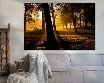 Herbstwald mit goldenem Gegenlicht