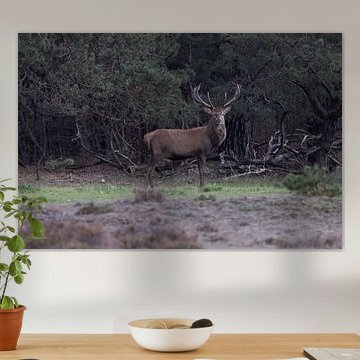 Red deer at the edge of the forest