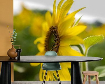 Sunflower in profile by Patrick Mertens aka Pat Probleme