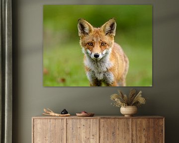 Portrait of a young fox