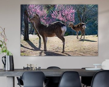 Moments de printemps à Nara, Japon - Cerfs et fleurs