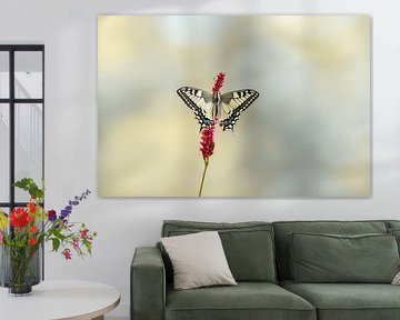 koninginnepage, papilio macheon