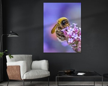 Macro Poster Field Bumblebee on Purple Flower - Nature Photography Wall Decoration by Photography Liss