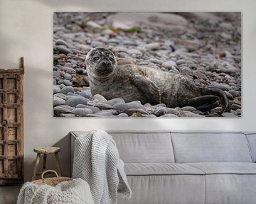The grey seal by Babette van den Berg