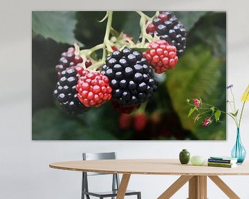 Zomerse verleiding – verse bramen aan de struik