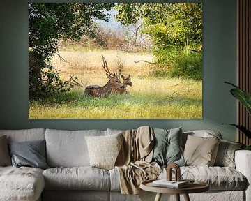 Rustende herten in de schaduw – Sri Lanka’s wilde natuur