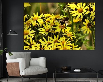 een bezige bij van Jamie natuurfotografie