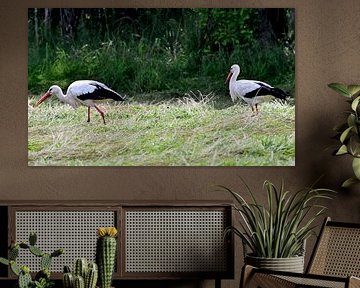 Storks in meadow by Petra De Jonge