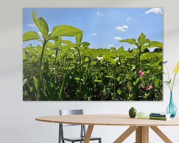 A field of sunflowers in spring by Claude Laprise