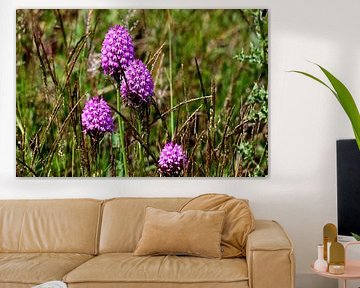 orchidee in Normandie van Petra De Jonge