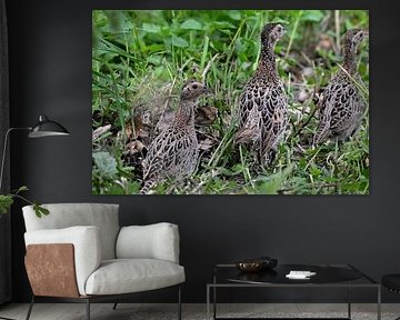 Pheasants in the grass by Petra De Jonge